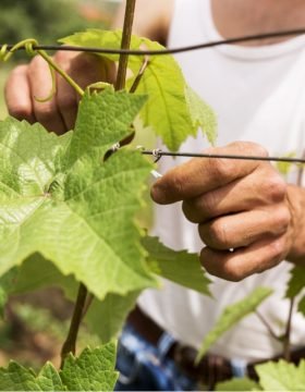 close-up-farmer-working-grapevine